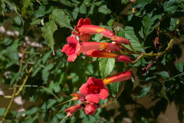 Colum&eacute;ia batom &eacute; uma excelente op&ccedil;&atilde;o para decorar ambientes externos 