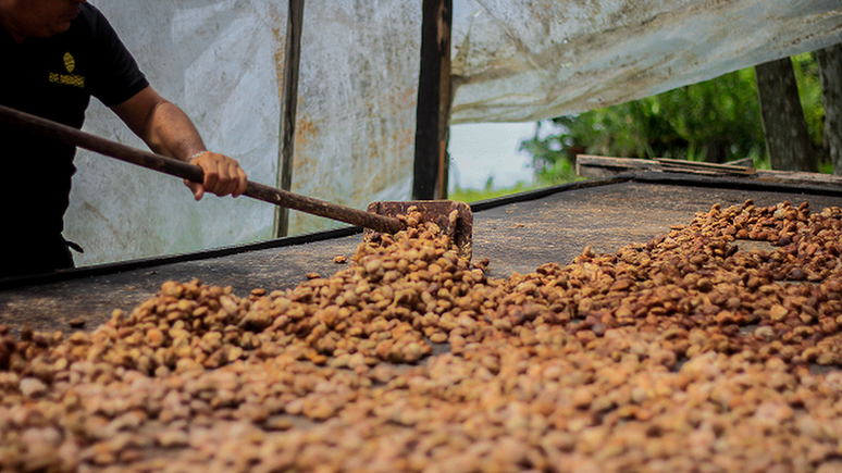 Procedimento de secagem do cupuaçu para a produção do cupulate