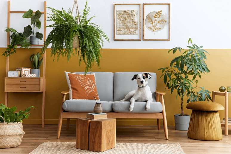 Plantas podem ser perigosas para c&atilde;es e gatos