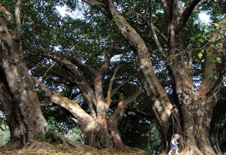 Para Daniel Becker, a natureza é o melhor lugar de descoberta para as crianças