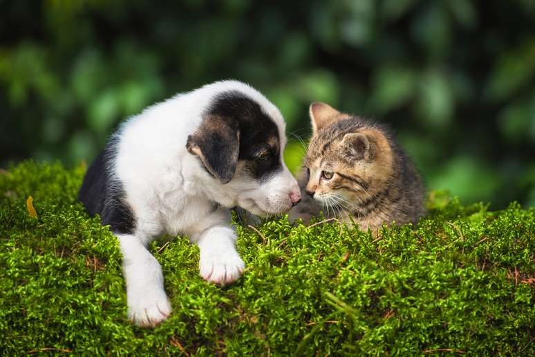 Animais pequenos precisam de cuidados especiais 