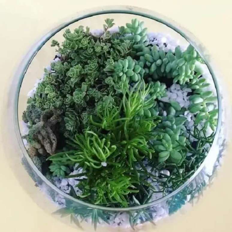 31. Arranjos de suculentas naturais formam um lindo terr&aacute;rio. Fonte &ndash; PHD