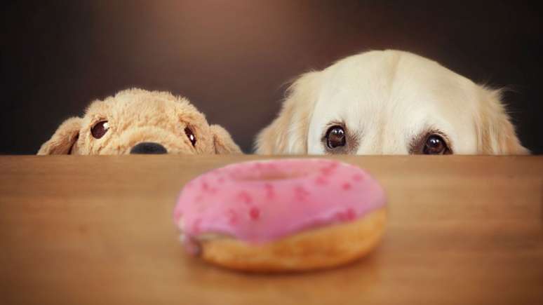 Apesar do olhar de “pidão”, não compartilhe comida humana com os pets –