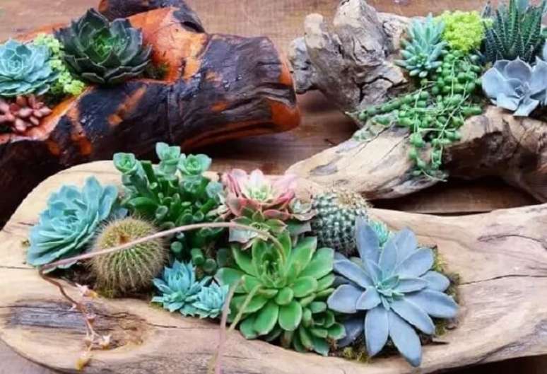 8. Arranjos de suculentas e cactos em troncos de madeira. Fonte &ndash; Bhaz