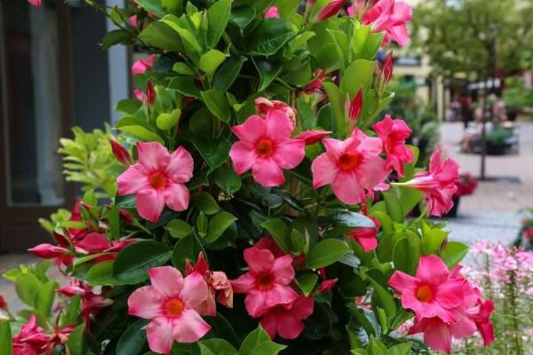 1. Dipladenia em pergolado na cor rosa super charmosa – Foto iStock