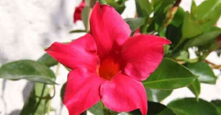 7. Dipladenia vermelha no jardim de casa – Foto Plant Care Today