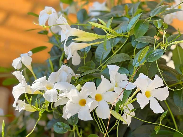 4. Dipladenia branca para decorar pergolado – Foto iStock