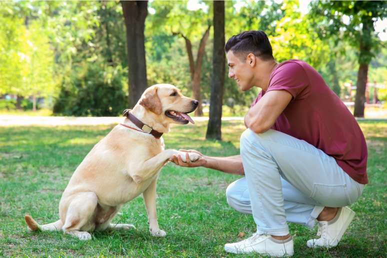 Adestramento ajuda a melhorar a comunicação entre cão e tutor