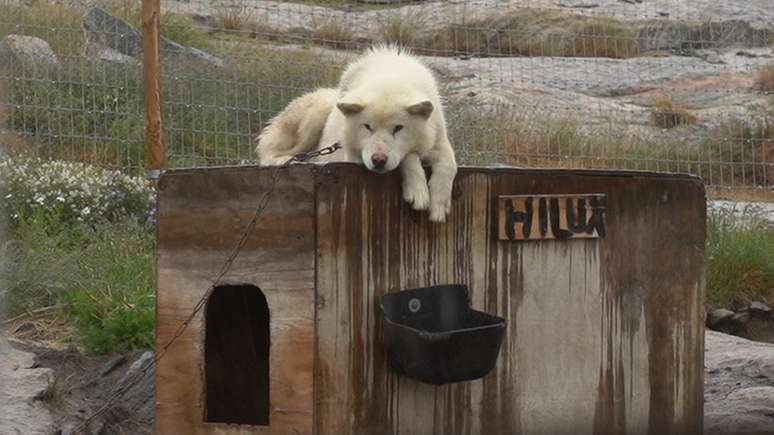 Cães de trenó da Groenlândia são uma raça única, mas seu número diminuiu