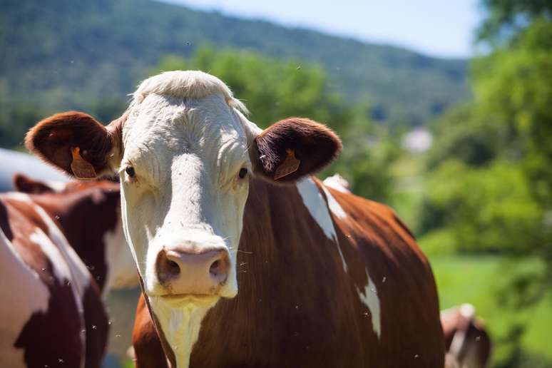 As fazendas do futuro podem abrigar vacas usando sensores no estilo de relógios inteligentes alimentados por seus movimentos