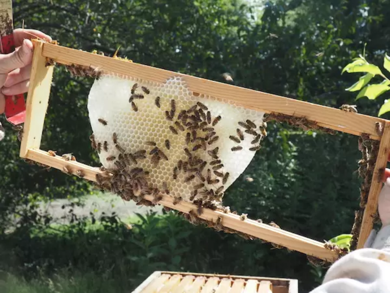 Abelhas no cemit&eacute;rio Green-Wood