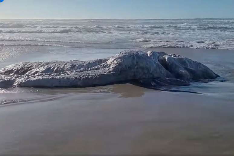 Suposto 'monstro marinho' é encontrado em decomposição em praia dos EUA