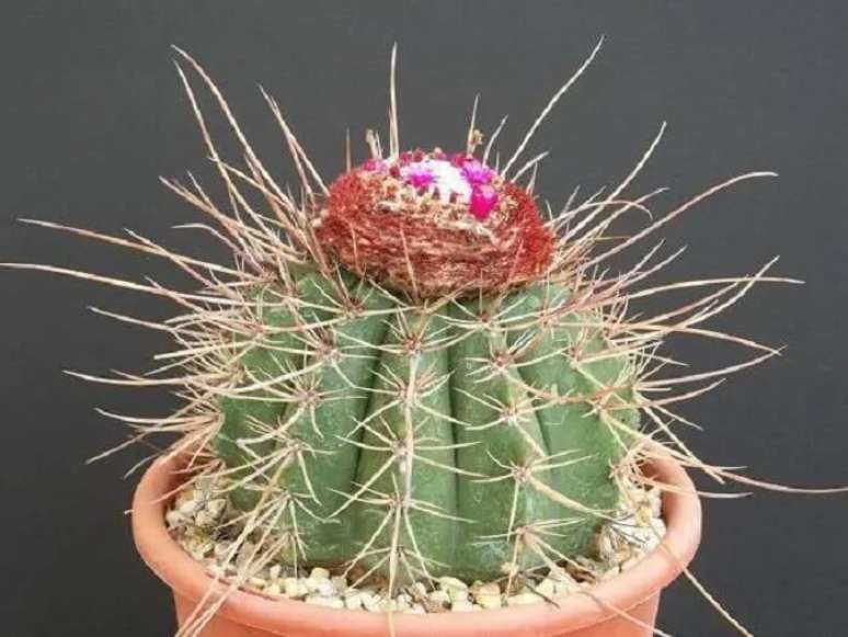 27. Melocactus Ernestii cacto pequeno com flor. Fonte &ndash; eBay