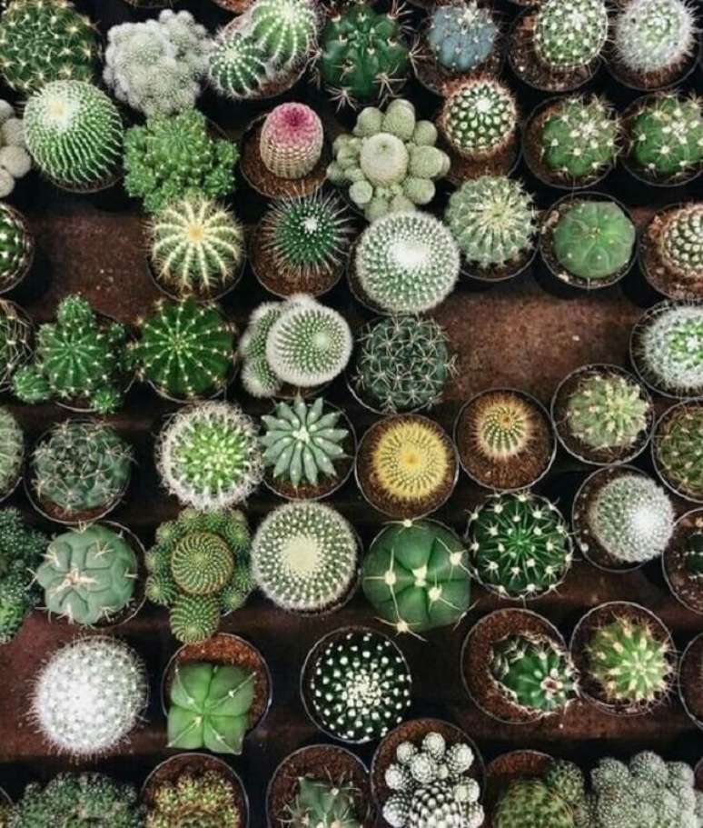 2. Existem diferentes tipos de cactos pequenos. Fonte &ndash; Dandara Baisch Ramos