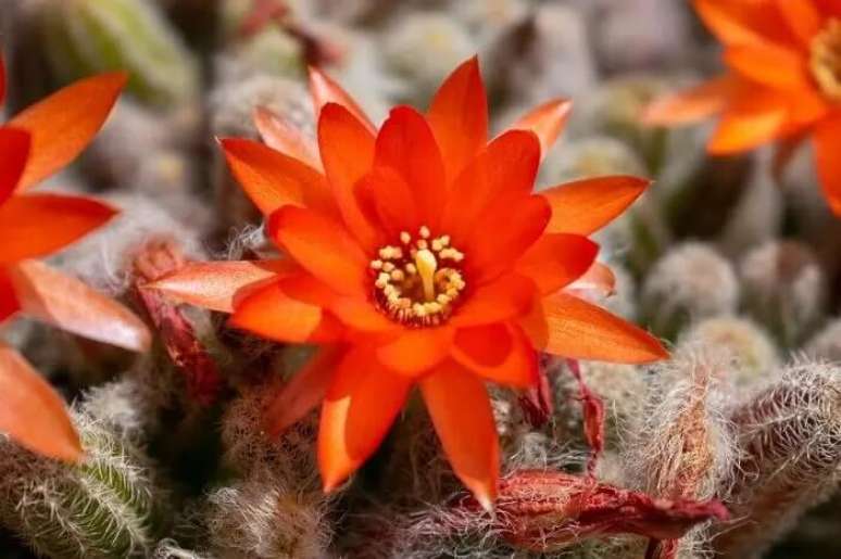 28. Flores de cactos pequenos: cacto amendoim. Fonte &ndash; Portal Vida Livre