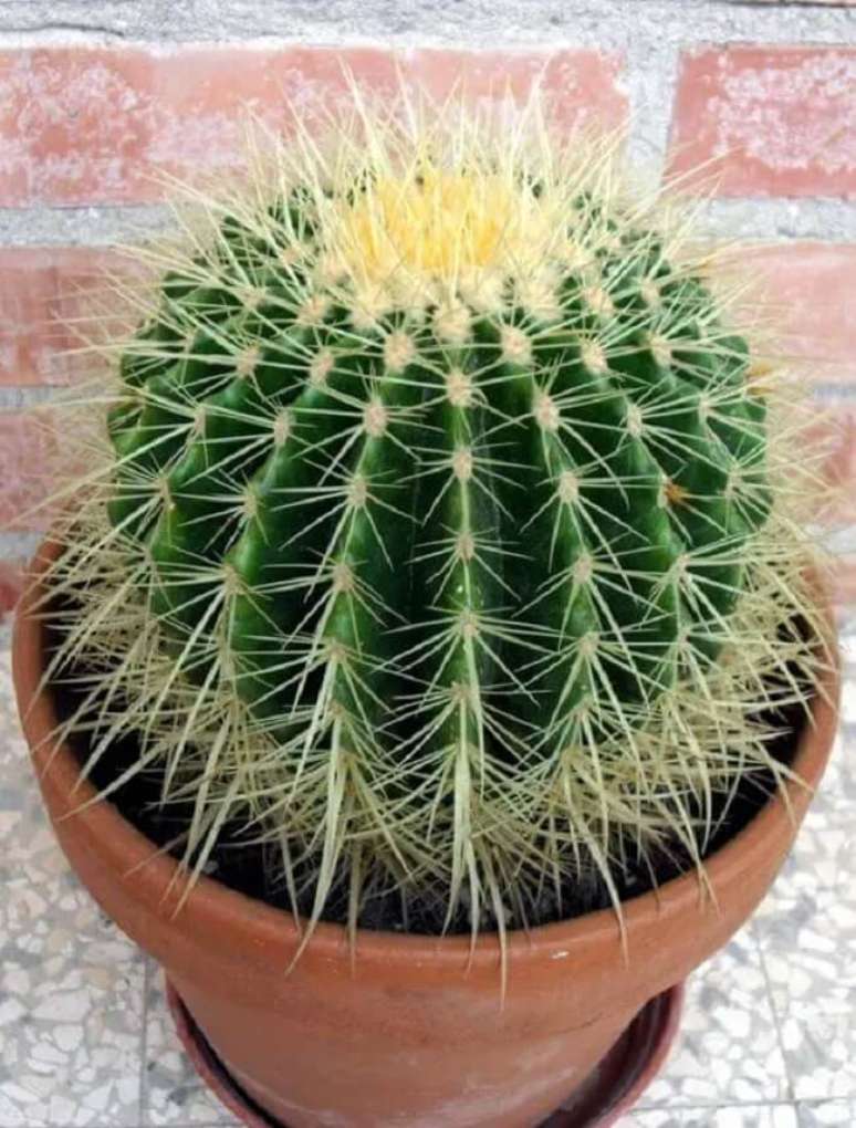 47. Cacto bola: cactos pequenos cultivados em vasos de cer&acirc;mica. Fonte &ndash; Balcone Fiorito