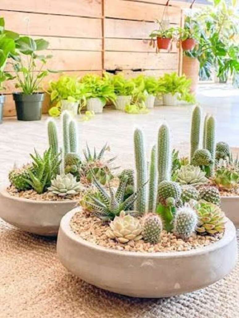 36. Cactos pequenos formam um lindo terr&aacute;rio. Fonte &ndash; Pra Quem Tem Estilo