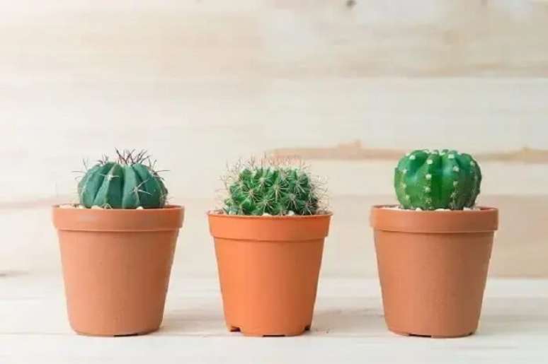 45. Cacto bola: cactos pequenos decoram a casa. Fonte &ndash; Decor F&aacute;cil