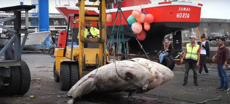 O peixe mais pesado do mundo, de 2744 kg, nos Açores