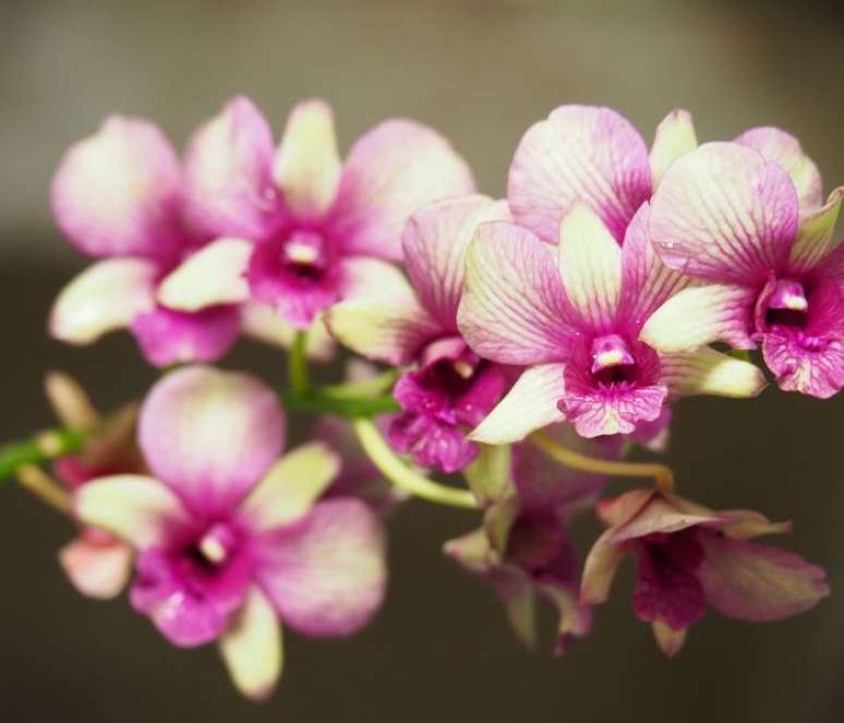 A orquídea é a flor perfeita para o signo de Libra –