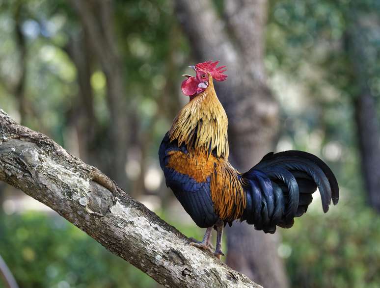 A gripe aviária, também conhecida como gripe do frango, costuma ser fatal principalmente em perus e galinhas