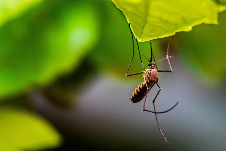 Voluntáriios foram expostos mosquitos Aedes aegypti, a principal espécie de vetor do zika, dengue, febre amarela e chikungunya