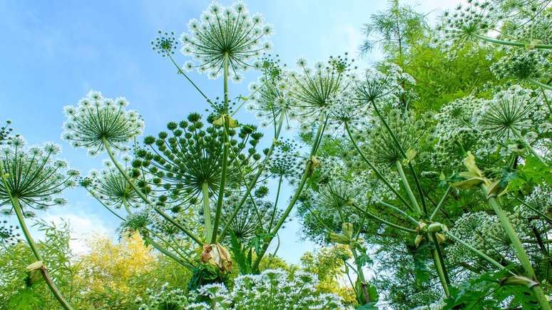 Um único Heracleum mantegazzianum pode produzir até 20 mil sementes viáveis, que podem permanecer no solo por décadas antes de germinar