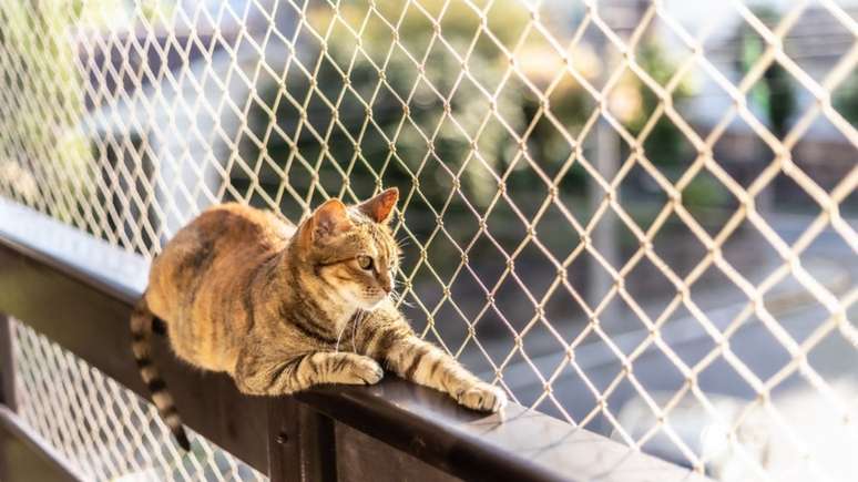 Gatos precisam de algumas adaptações em casa e apartamentos –