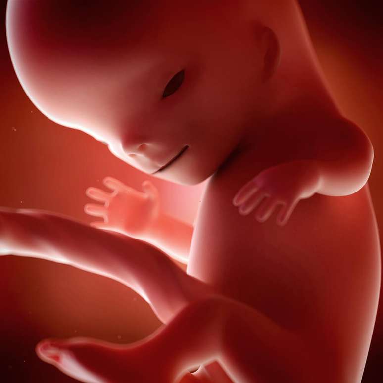 Bebê com 11 semanas de gravidez