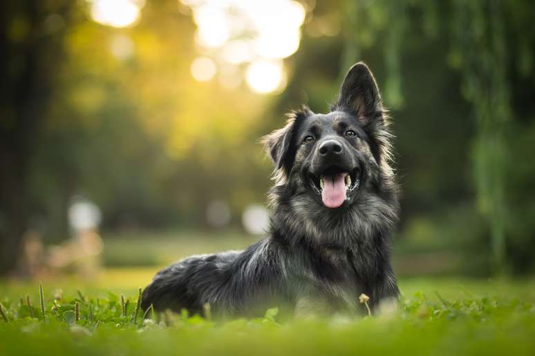 O câncer de mama também é frequente no mundo animal