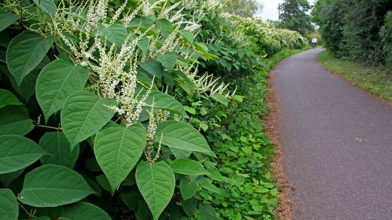 As hastes grossas de bambu da erva daninha japonesa podem crescer até 10 cm por dia, atingindo uma altura de cerca de 3 metros