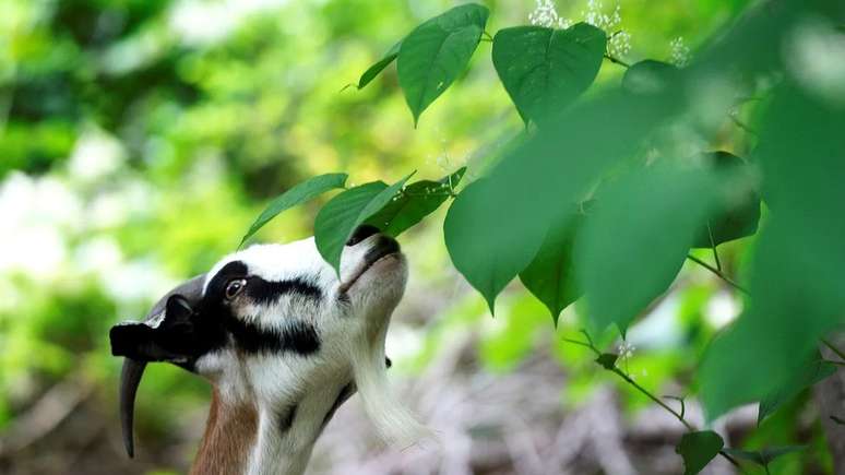 Em lugares onde não pode ser controlado com produtos químicos ou escavação, a Fllopia japonica às vezes é mantida sob controle por animais pastando