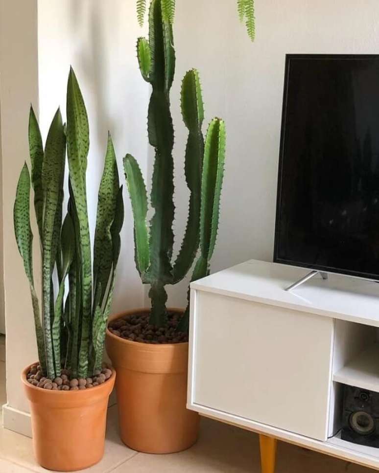 30. Espada de s&atilde;o jorge e cacto grande decoram a sala de estar. Fonte &ndash; I Love Cactus