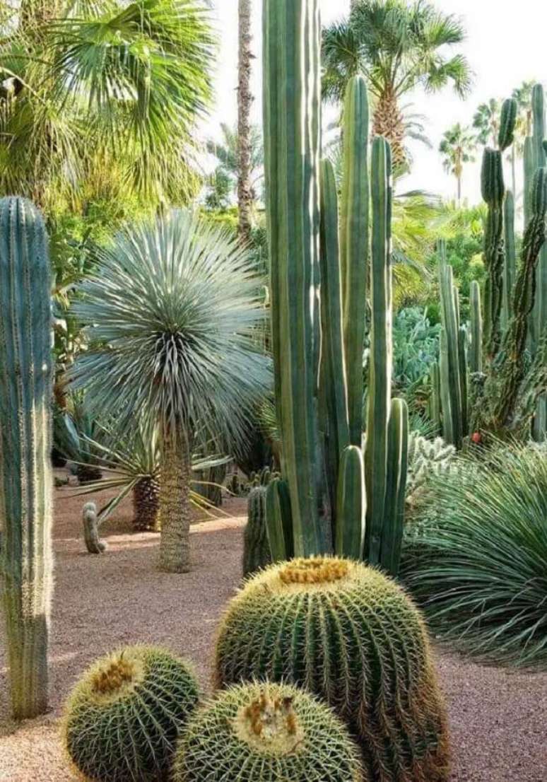 32. Cultive diferentes tipos de cactos grandes no jardim. Fonte &ndash; Esslide Online