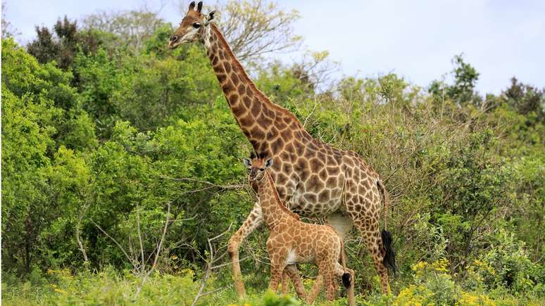 Girafa Atropela E Mata Criança Em Parque Na África Do Sul 3281
