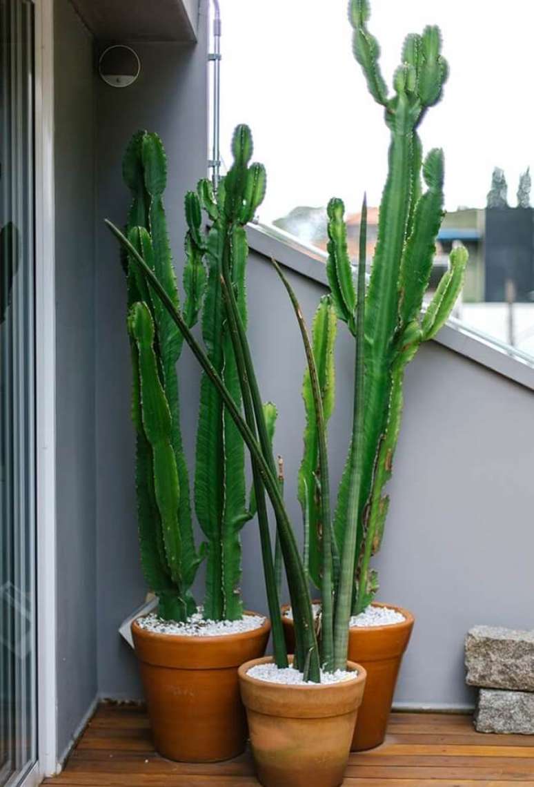 10. Vasos com cacto grande decoram a varanda. Fonte &ndash; Ideias Decor