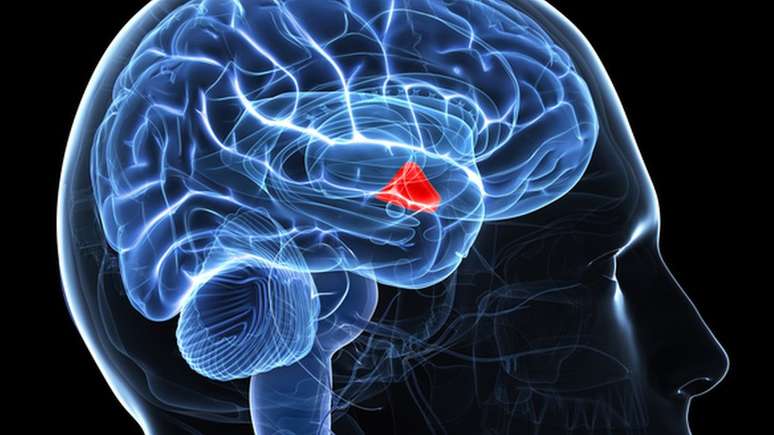 O hipot&aacute;lamo (em vermelho na ilustra&ccedil;&atilde;o) faz o papel de 'termostato' do corpo humano