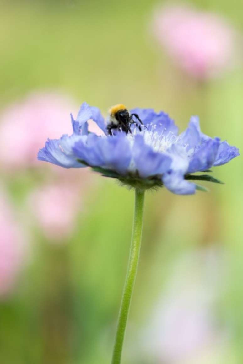 Saudade: Às vezes chamada de almofada-de-alfinetes, esta planta que desabrocha no verão é bastante tolerante à seca e cresce melhor em solo bem drenado.