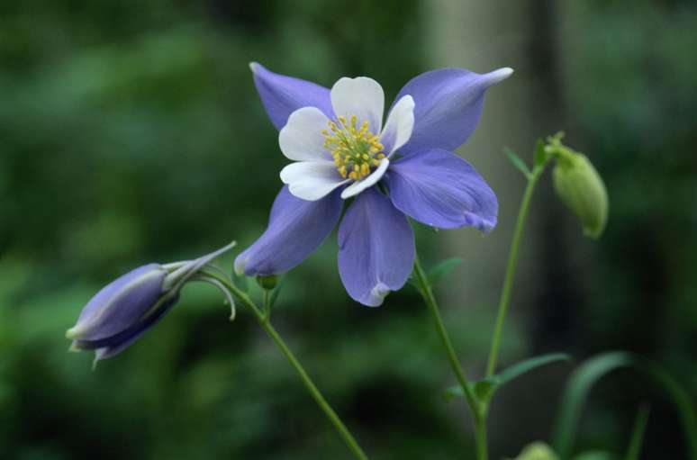 Aquilegia formosa: Esta flor perene de fácil cultivo vem uma variedade de cores e é a favorita dos beija-flores.