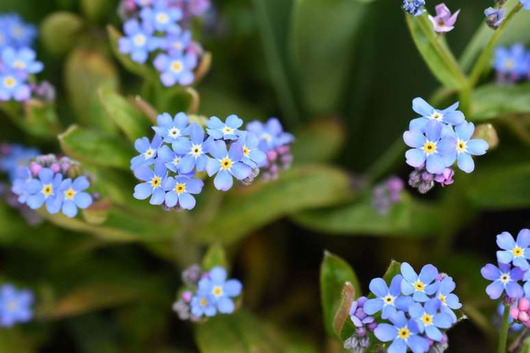 Não-me-esqueças: Estas encantadoras flores silvestres de cinco pétalas requerem cuidados mínimos e crescem melhor em áreas úmidas e sombreadas.