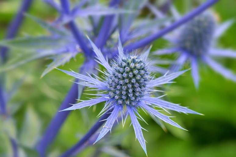 Língua-de-tucano: Procurando por uma planta que prospere com pouco cuidado? Achou! Esta flor azul-púrpura se desenvolver em solo pobre e seco, então vá com calma na água e no fertilizante.