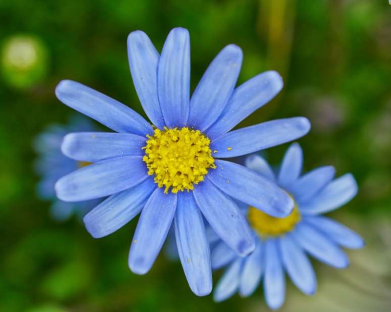 Margarida Azul: Esta planta alegre é de crescimento rápido, resistente ao vento e precisa apenas de água e cuidados moderados. Quer mais? Abelhas e borboletas a adoram!