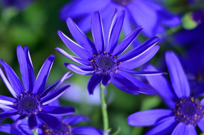 Áster: Essas flores semelhantes a estrelas também são conhecidas como 'flores de geada' porque os floristas costumam usá-las em arranjos de outono e inverno.