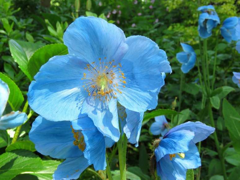 Papoula Azul do Himalaia: Quando a maioria das pessoas pensa em papoulas, elas pensam em flores brancas, amarelas ou vermelhas. Isso ocorre principalmente porque essa variedade azul impressionante é muito difícil de cultivar; as únicas regiões onde há chance de desenvolvimento são em partes da Nova Inglaterra, no noroeste do oceano pacífico e no Alasca.