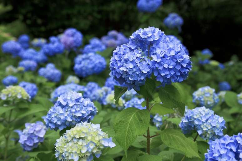 Hortênsia: Uma das poucas flores azuis verdadeiras, as hortênsias podem mudar de cor com base no nível de pH do solo. Para manter suas pétalas azuis, procure um pH de cerca de 5,2 a 5,5. Dica: é mais fácil controlar os níveis de pH em um vaso, então considere plantar suas hortênsias em recipientes se você busca uma cor específica.
