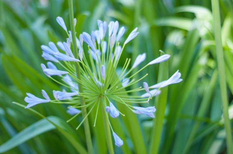 Lírio do Nilo: Lírio do Nilo também é conhecido como Agapanthus, que vem das palavras gregas 'ágape', que significa amor e 'anthos', que significa flor.