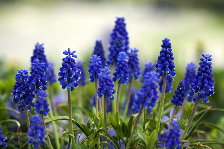 Jacinto: Esses bulbos que florescem na primavera se espalham rapidamente, então plante-os em uma área em que você não se importe que elas tomem conta.