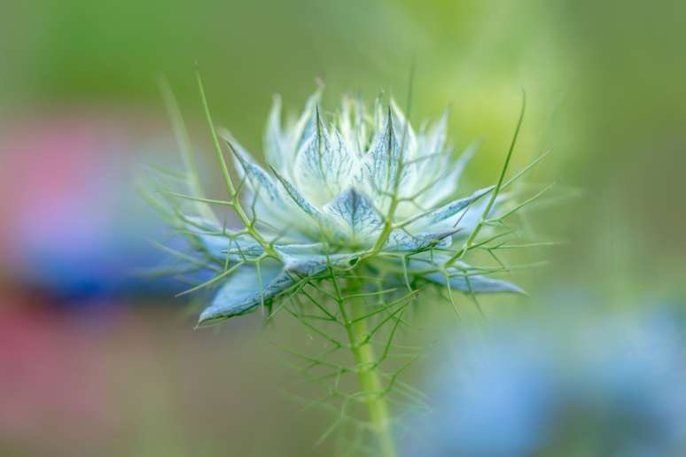 Dama-entre-verdes: Esta planta caprichosa floresce na primavera e pode crescer em uma variedade de tipos de solo, mas prefere solos ricos e férteis.