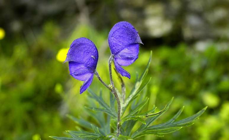 Acônito: Apesar de bonita, todas as partes desta flor são venenosas se ingeridas ou se sua seiva entrar em contato com as membranas mucosas. Sempre tome cuidado para usar luvas e lavar as mãos depois de manuseá-las.