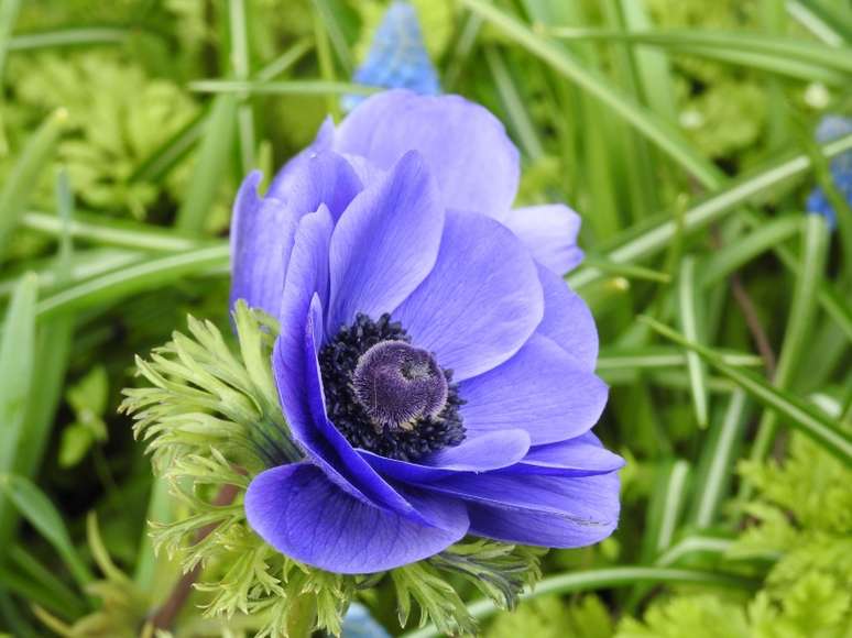 Anêmona: Estes botões azuis florescem apenas três meses após o plantio e podem produzir até 20 flores por bulbo.